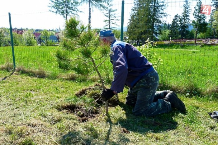Ilustračný obrázok k článku Na námestí vyrúbali stromy. Radnica chce od ľudí tipy, kde zasadiť nové